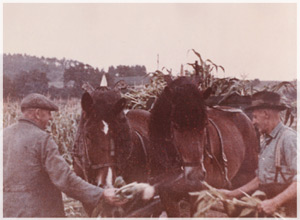 Landwirtschaft bei Daus